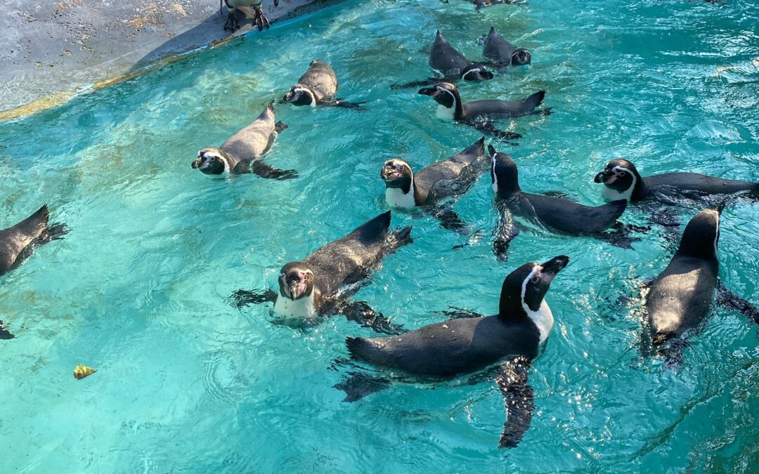 Löwen und Delfine bei den Pinguinen